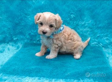 Maltipoo toy
