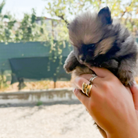 Volpini di pomerania toy