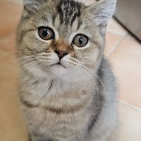 Cuccioli di british shorthair pedigree italiano