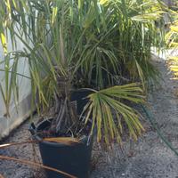 Palma Trachycarpus fortunei 