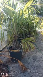 Palma Trachycarpus fortunei 