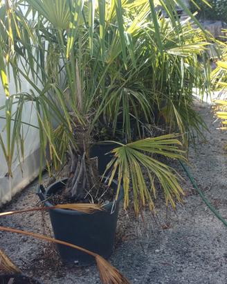 Palma Trachycarpus fortunei 