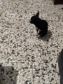 Chiu chihuahua mini Toy con pedigree