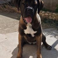 Cane Corso