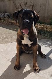 Cane Corso