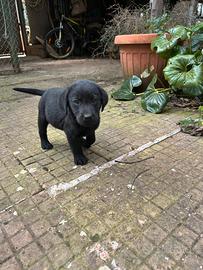 Cuccioli di labrador neri