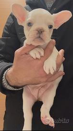 Bulldog francese