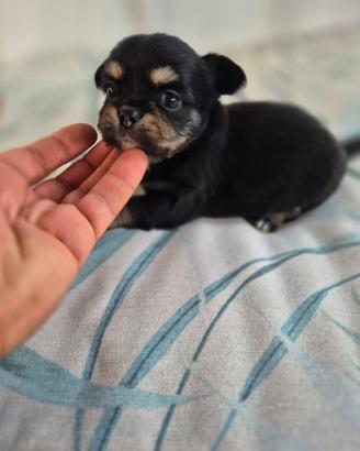 cuccioli di Chihuahua