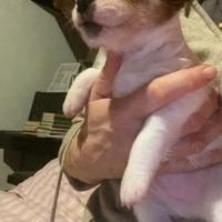 Jack Russell terrier cucciolo pelo ruvido
