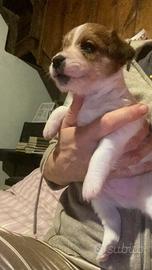 Jack Russell terrier cucciolo pelo ruvido