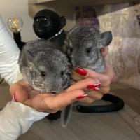 Cincillà cuccioli
