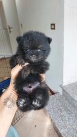 Spitz di Pomerania