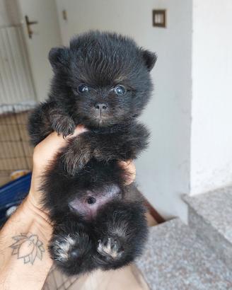 Spitz di Pomerania