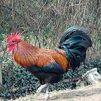 Gallo incrocio Marans Australorp meraviglioso