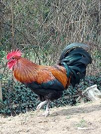 Gallo incrocio Australorp meraviglioso
