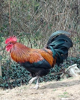 Gallo incrocio Marans Australorp meraviglioso