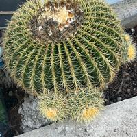 cuscino della suocera
