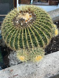 cuscino della suocera