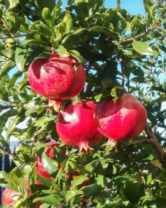 Piante melograno