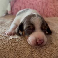 Bassotto piebald cioccolato