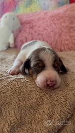 Bassotto piebald cioccolato