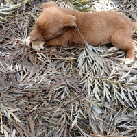 Cuccioli meticci meravigliosi