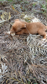 Cuccioli meticci meravigliosi