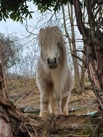 Poney