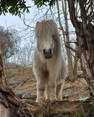 Poney