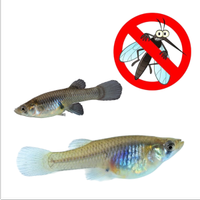 Pesce Gambusia ANTIZANZARE Laghetti, Piscine