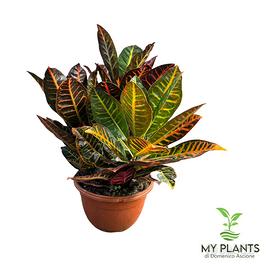 Croton petra