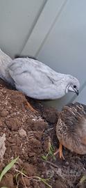 6 Quaglie Cinesi