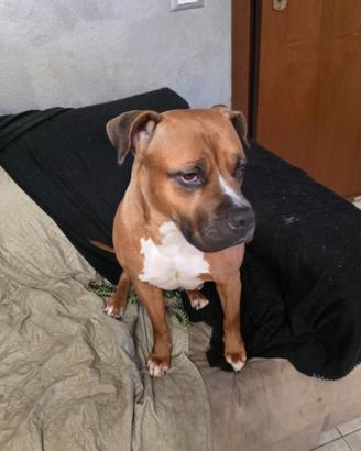Pitt amstaff femmina