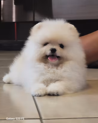 Cuccioli spitz di pomerania