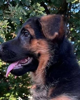 Cuccioli di pastore tedesco