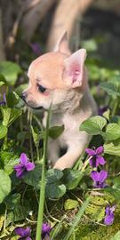 Chihuahua maschio a pelo corto