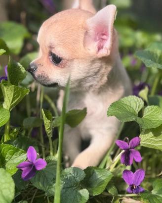 Chihuahua maschio a pelo corto