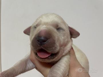 Cucciolo Labrador