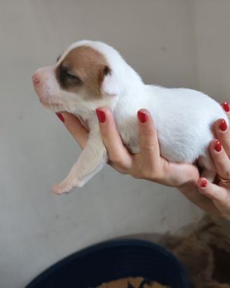 Cuccioli di Jack Russell Terrier
