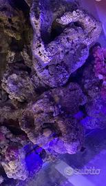 Roccie vive acquario marino
