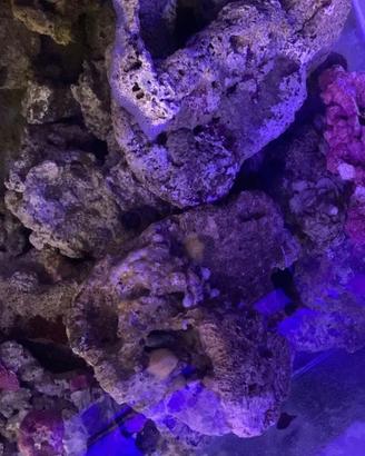 Roccie vive acquario marino