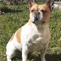 Disponibile per monta