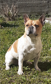 Disponibile per monta