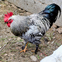 Cambio animali