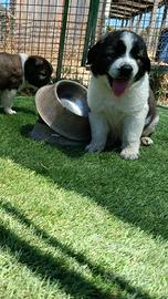 Caucaso cuccioli