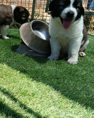Caucaso cuccioli