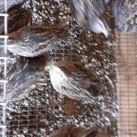 Animali da cortile lazio