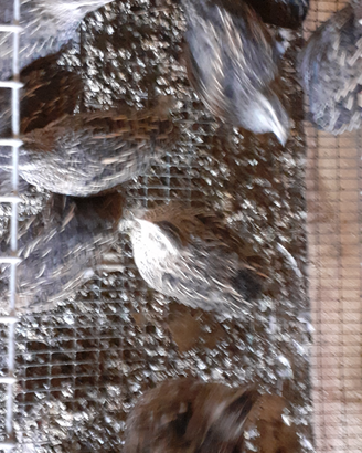 Animali da cortile lazio