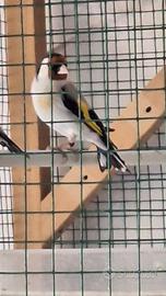 Cardellino