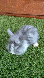 Cucciolo coniglio mini lop Ariete/Testa di leone